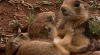 National Geographic Animals: Prairie Dog Romance