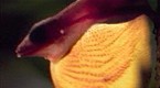 National Geographic Animals: Anolis Lizard Love