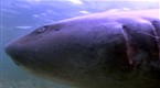 National Geographic Animals: Sharks in Love