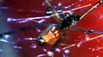 National Geographic Animals: Black Widow Sex