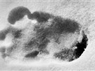 Creature Sightings