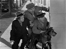The Three Stooges Collection | Season 2 Episode 15 | Calling All Curs