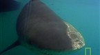 National Geographic Animals: Bull Sharks