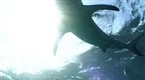 National Geographic Animals: Lemon Sharks