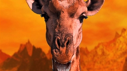 SNL Digital Short: Giraffes! Video