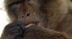 Wild On: Monkey Business