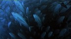 National Geographic Animals: Shark Island is Vulnerable