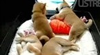 NBC TODAY Show: 'Puppy Cam' Spreads Across Internet