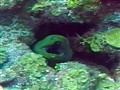 NBC TODAY Show - Preserving the Coral Reefs