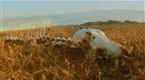 National Geographic Channel: Expedition Week: Update Dino Autopsy