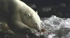 NBC Nightly News with Brian Williams: Polar Bears, Inuit Tribes Struggle for Survival