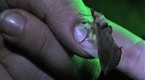 National Geographic Animals: Vampire Moths Discovered