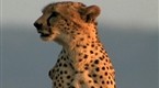 National Geographic Animals: Cheetahs Return To Zebra Park