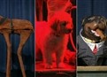 Which Late Night Dog is Perfect for the Obamas? (11/20/08) picture
