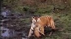 National Geographic Animals: Tiger Eye: Up Close and Personal