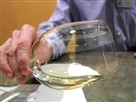 A White Flight At COPIA