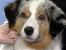 The 2007 National Dog Show