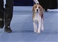 The 2008 National Dog Show picture