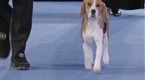 National Dog Show: The 2008 National Dog Show (season 3, episode 1)