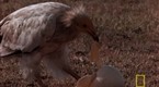 National Geographic Animals: Jackal vs. Ostrich Eggs vs. Vulture