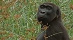 National Geographic Animals: Gorilla vs. Gorilla