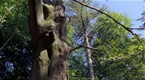 Movie Trailers: Earth