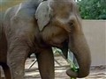 NBC TODAY Show - Zoo’s Elephant House Gets Trampled