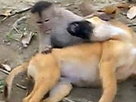 Monkeying Around in Ecuador