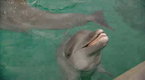 05x04 How Smart are Animals? Screenshot