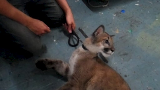 Animal Interviews: Nala the Cougar