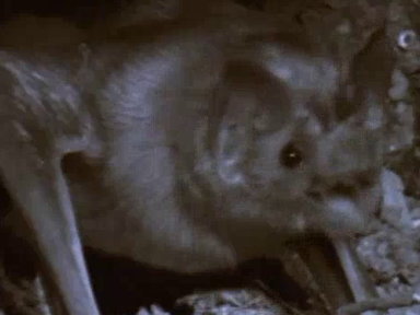 Vampire Bats