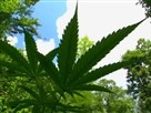 CNBC Originals | Season 2 Episode 19 | Marijuana USA