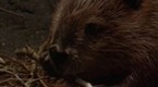 National Geographic Animals: Beavers are Genius