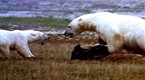 National Geographic Animals: Animal Winter Games: Food Snatch