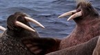 National Geographic Animals: Animal Winter Games: Tusk Wrestling