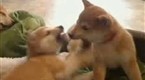 NBC TODAY Show: Puppy Cam to Become Web’s ‘Most Watched’