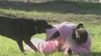 Jackass: Mean Dog
