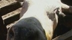 Jackass: Dance For An Angry Bull