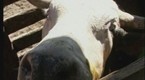 Jackass: