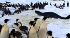 National Geographic Animals: Animal Winter Games: Race to the Ice