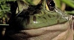 National Geographic Animals: Best of 08!: Bullfrog Chow