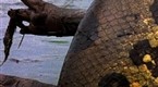 National Geographic Animals: Best of '08!: Anaconda Hunts