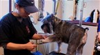 National Geographic Animals: Pampered Pooches?