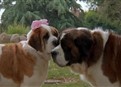 Beethoven's 2nd picture