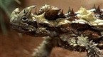 National Geographic Animals: Thorny Devil