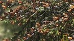 National Geographic Animals: Monarch Butterflies