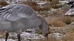 National Geographic Animals: Snow Goose