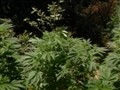 CNBC Originals - Marijuana Inc: Inside America&rsquo;s Pot Industry