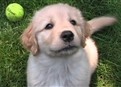 play video on Hulu