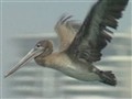 NBC Nightly News with Brian Williams - Race on to Rescue Sick Pelicans